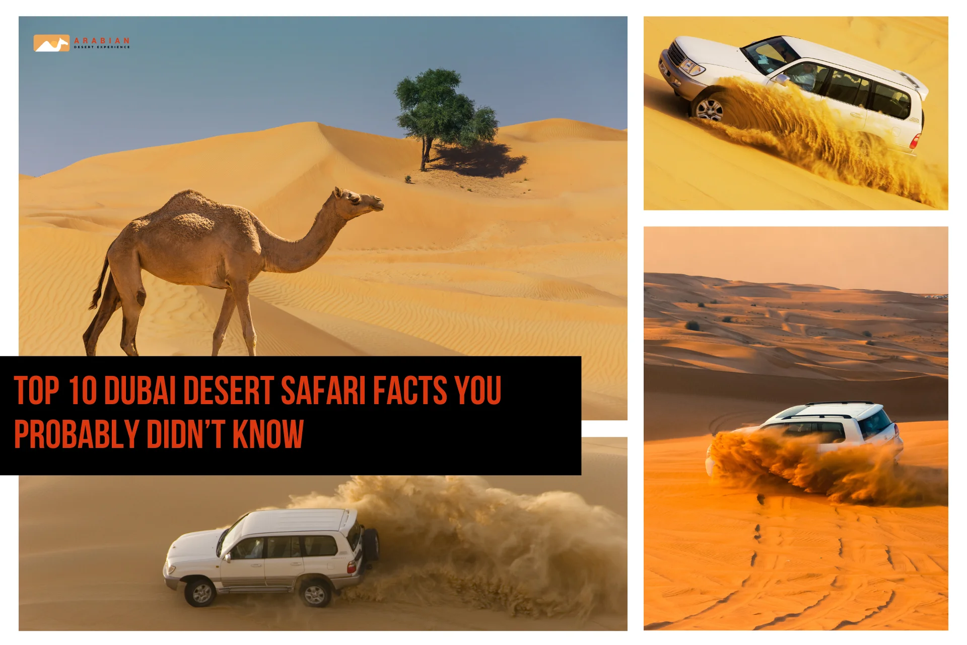 Collage showing thrilling moments and landscapes representing Dubai desert safari facts